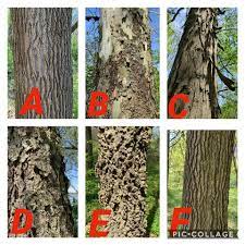 As the tree ages, the bark develops ridges and darkens. Lincoln Memorial Garden Let S Explore Tree Bark There Are Many Ways You Can Identify Trees With The Shape Of Leaves Needles Scales Or The Various Shapes Of Deciduous Leaves The Most Common Other