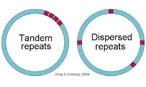 In order to use the program, the user submits a sequence in fasta format. Dispersed Tandem Repeats