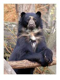 kragenbar zoo basel tiere wild the zoo wilde tiere