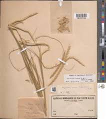 Image result for Elionurus tripsacoides