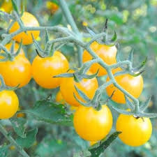 Tomate Petit Moineau Jaune Tomate Groseille Graines Tomates Farcies Groseille Graine De Tomate