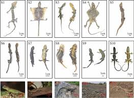 Now a short tokay gecko video! Specific Dna Mini Barcoding For Identification Of Gekko Gecko And Its Products Chinese Medicine Full Text