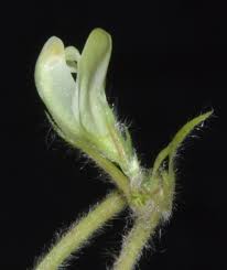 Image result for Macrotyloma tenuiflorum