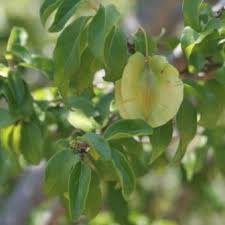Image result for Combretum engleri