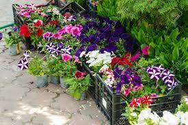 In the garden flower farm. Colorful Garden Flowers In Greenhouse Boxes For Sale Stock Photo Picture And Royalty Free Image Image 104658348