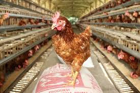 Ayam joper atau jowo super merupakan ayam hasil perkawinan silang antara ayam jantan kampung dengan ayam petelur betina. Kelebihan Ayam Joper Dibanding Ayam Kampung Lainnya Artikel Pertanian Terbaru Berita Pertanian Terbaru