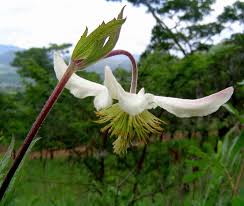 Image result for Clematis villosa