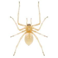 Koehler, university of florida, reports that dusts cling to webs for long periods. Sac Spider Identification Habits Behavior Florida Pest Control