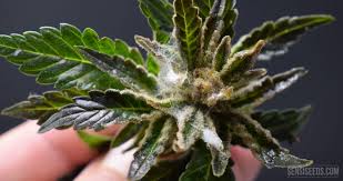 To get rid of powdery mildew, you'll need a fungicidal spray. Bud Rot How To Prevent This And Powdery Mildew Or Cannabis Mould Sensi Seeds Sensi Seeds