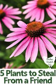 5 Flowers To Steal From A Friend Perennial Plants Plants Perennials