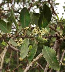 Image result for Gymnosporia senegalensis