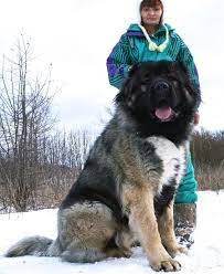 Buy Puppies Of Russian Caucasian Ovcharka From Champion Dogs Of Voronezhskie Bogatyri Ke Caucasian Shepherd Dog Caucasian Mountain Dog Caucasian Shepherd Puppy