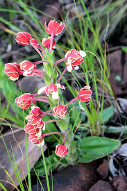 Image result for Diclis reptans