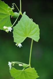 Image result for Zehneria scabra