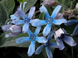 Oxypetalum Caeruleum Flowers Planting Flowers Milkweed