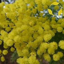 Image result for Acacia decurrens
