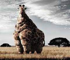 15% coupon applied at checkout. Real Giraffe With Sunglasses