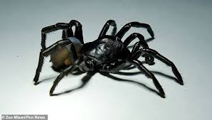 10 common house spiders and how to identify them, according to entomologists. Terrifying New Species Of Spider Discovered In Miami Daily Mail Online