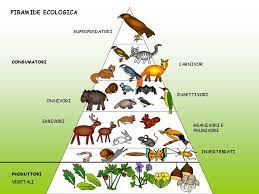 Tuttavia, i re della savana, quando si tratta di cibo, sono più complessi di quanto sembrino. Catena Alimentare Del Bosco Quadrocucina03
