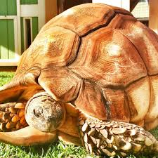 Image result for Grewia sulcata