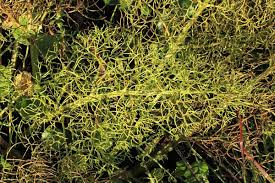 Image result for Ceratopteris