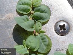 Image result for Phyllanthus polyanthus