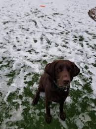 Keep in mind that this vet does not have a closed off fenced area and walks dogs in the busy neighborhood around denver animal control was also never contacted. Adopt Hershey On Petfinder Dog Adoption No Kill Animal Shelter Animal Shelter