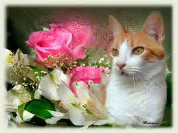 Gatos con rosas