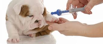 Leaving dog food out all day could attract insects, rodents, or raccoons. Puppy Vaccinations Scheduling Immunization Shots Morinville Vet Clinic
