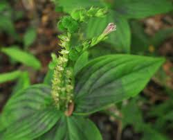 Image result for Loganiaceae