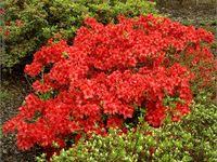 Rhododendron Yakushimanum Silberwolke Rozanecznik Jakuszimanski Silberwolke Pretty Flowers Garden Plants Plants