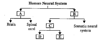 The Flow Chart Given Here Shows Functional Organization Of