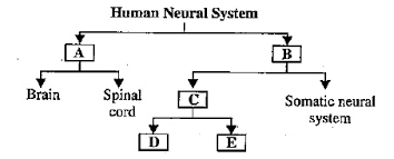 the flow chart given here shows functional organization of