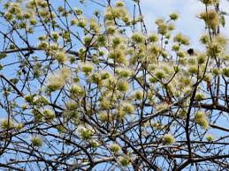 Image result for Combretum mkuzense