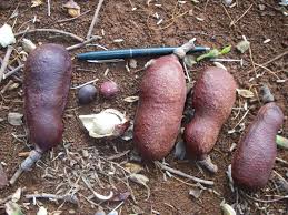 Image result for Hymenaea courbaril