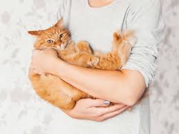 Pets are domesticated animals that are kept as companions and looked after by their owners. 10 Best Pets To Cuddle On Those Cold Nights