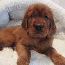 It's also free to list your available puppies and litters on our site. Irish Setter Rescue Of North Texas Home Facebook