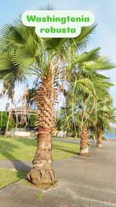 Image result for Disa robusta