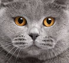 Wir zeigen dir alle wachstumsphasen und erklären dir im detail, worauf du achten musst. Britisch Kurzhaar Katzen Charakter Wesen Haltung