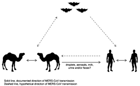 From memorial cross the trail then follows the western face of the mount. Middle East Respiratory Syndrome Coronavirus Mers Cov Animal To Human Interaction Abstract Europe Pmc
