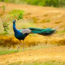 Image result for Nesaea pygmaea