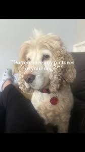 Introducing Harvey to his own TikTok page 😂 #CapCut #tiktok #tiktoktrends  #dogsoftiktok #cockerspaniel #cockerspanielsoftiktok #fyp #foryoupage #viral