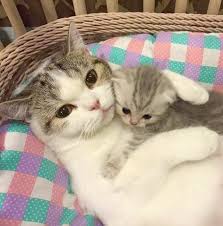 Mama Hugs Are The Best Kittens Cutest Baby Cats Cute Baby Animals