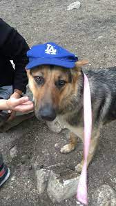 Gsd Dani Funny Dog Memes Funny Dogs Funny Dog Pictures