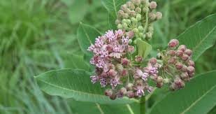 Image result for Asclepias schumanniana