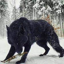 Bear Or Wolf I Reckon A Cross Between Both Wolf Dog Animals Largest Wolf