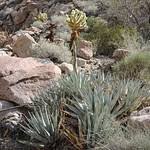 Image result for Agavaceae