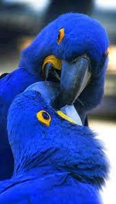 Amazing Color Animals Beautiful Animals Blue Macaw