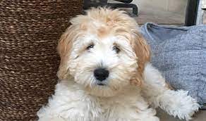 Are there any goldendoodle breeders in the state of michigan? Breeders Michigan