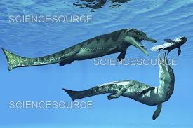 Metriorhynchus hunting Coelacanth | Stock Image - Science Source Images